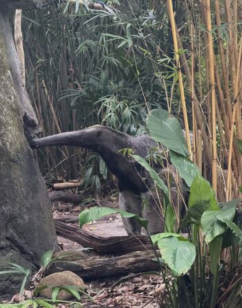 Hirai momo page leaked private photo uncensored HD quality